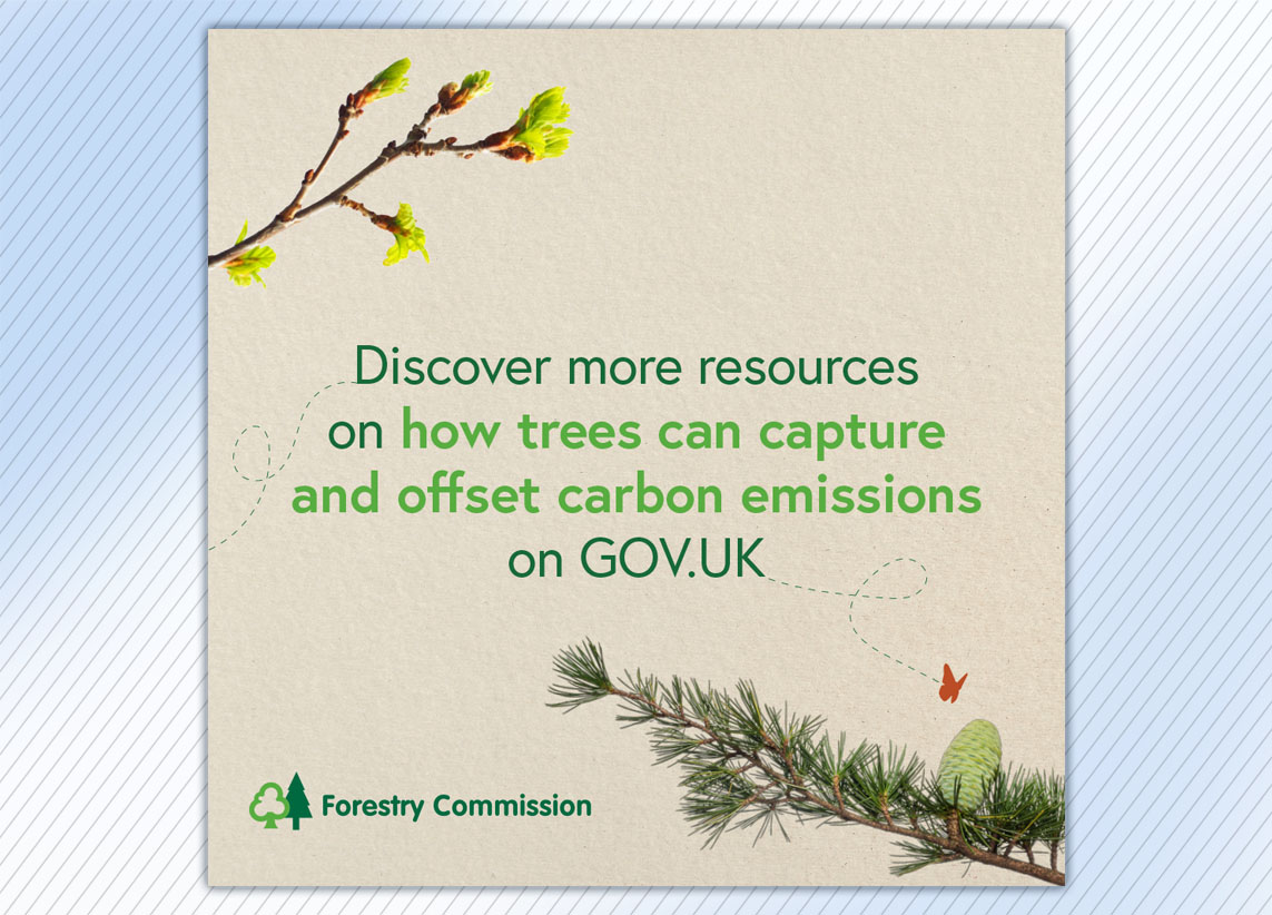 Forestry Commission 'What's the difference between conifer and broadleaf carbon capture rates?' carousel graphics